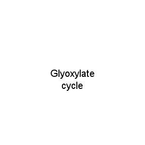 Glyoxylate cycle